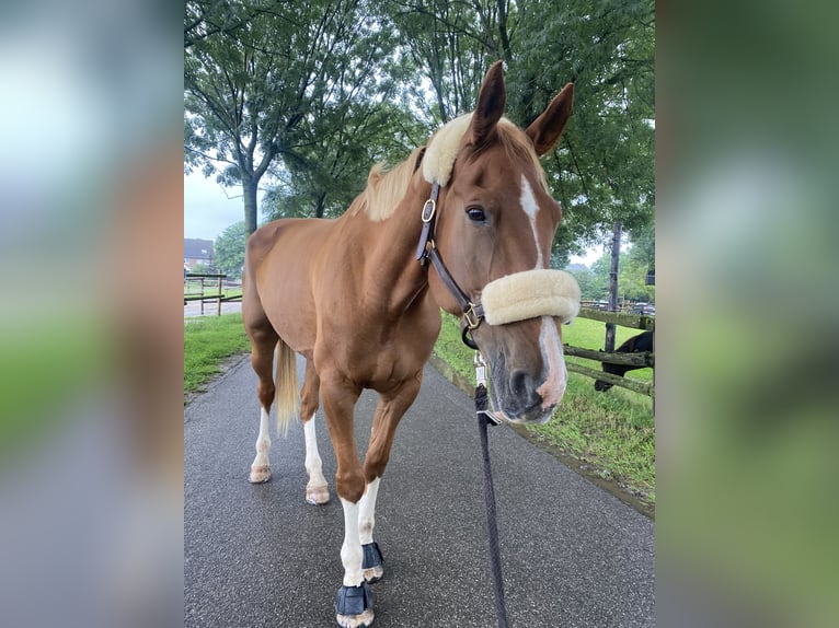 Duitse draver Merrie 14 Jaar 174 cm Vos in Grevenbroich