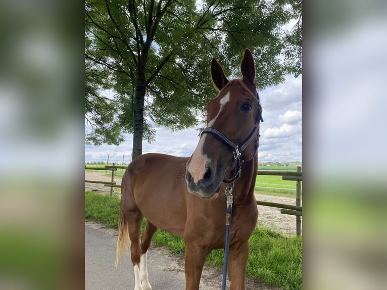 Duitse draver Merrie 14 Jaar 174 cm Vos in Grevenbroich