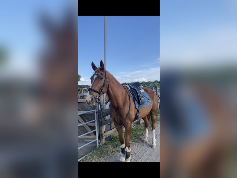 Duitse draver Merrie 14 Jaar 174 cm Vos in Grevenbroich