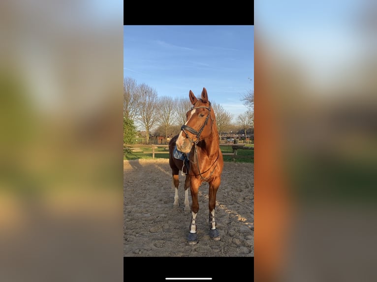 Duitse draver Merrie 14 Jaar 174 cm Vos in Grevenbroich