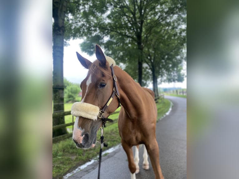 Duitse draver Merrie 14 Jaar 174 cm Vos in Grevenbroich