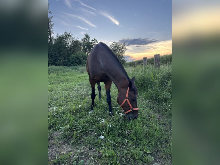 Duitse draver Merrie 16 Jaar 153 cm Donkerbruin in Salchendorf