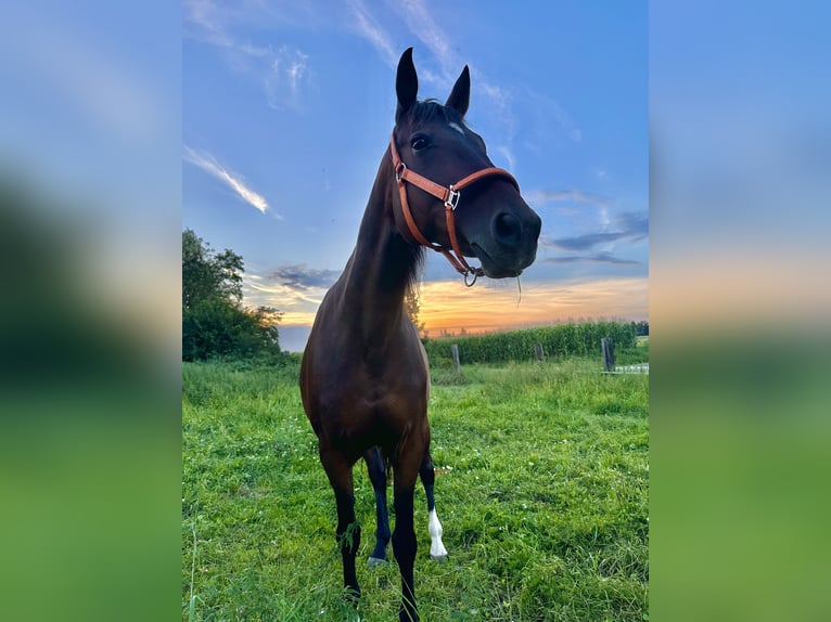 Duitse draver Merrie 16 Jaar 153 cm Donkerbruin in Salchendorf