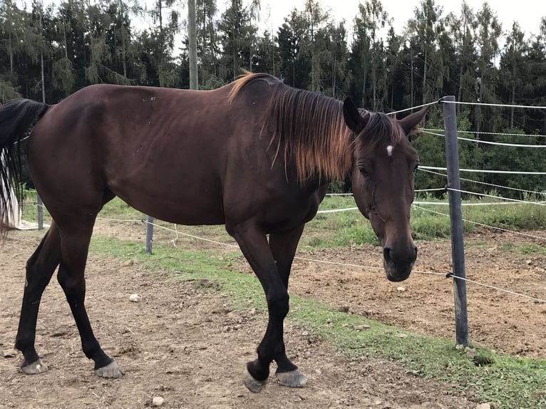 Duitse draver Merrie 16 Jaar 160 cm Bruin in Ansfelden