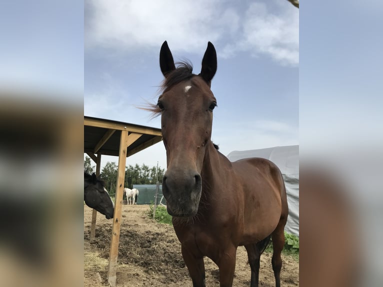 Duitse draver Merrie 16 Jaar 160 cm Bruin in Ansfelden