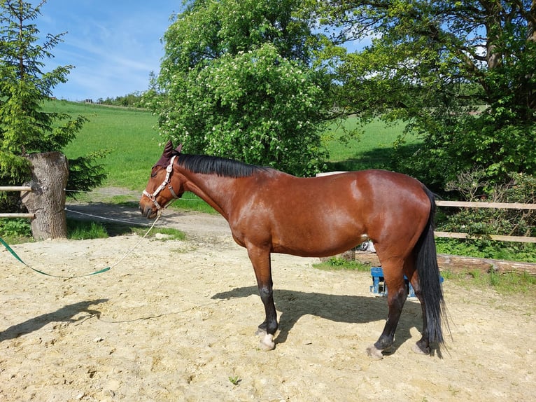 Duitse draver Merrie 16 Jaar 163 cm Bruin in Neuenrade