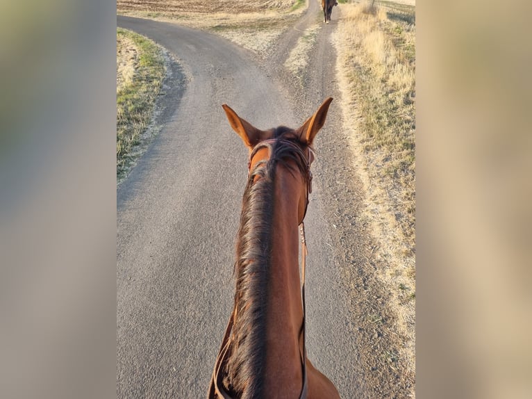 Duitse draver Merrie 17 Jaar 160 cm Donkere-vos in Laubach
