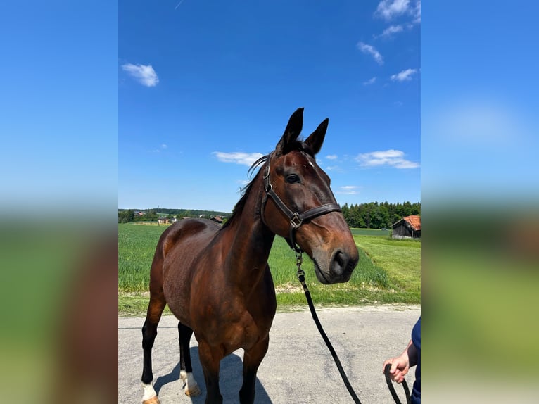 Duitse draver Merrie 17 Jaar 164 cm Bruin in Dietersburg
