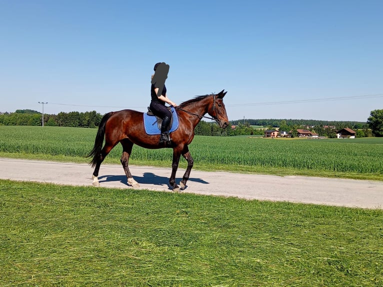Duitse draver Merrie 17 Jaar 164 cm Bruin in Dietersburg