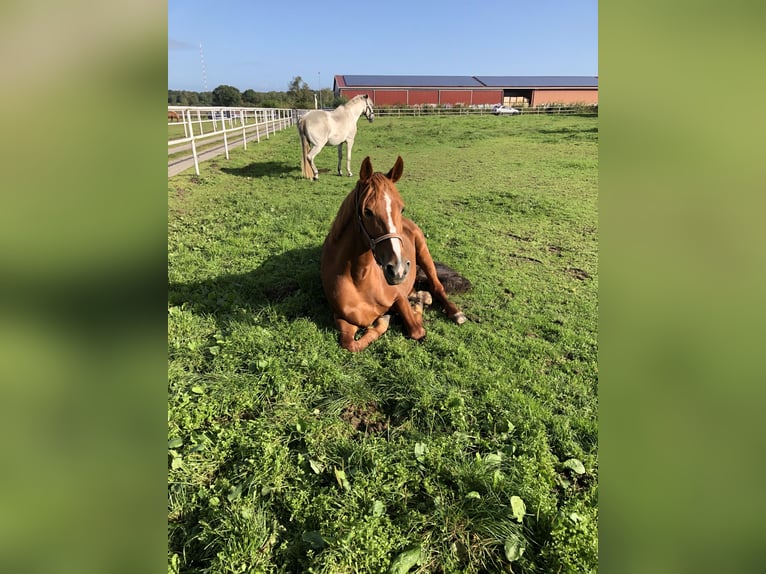 Duitse draver Merrie 17 Jaar 164 cm Vos in Geesthacht