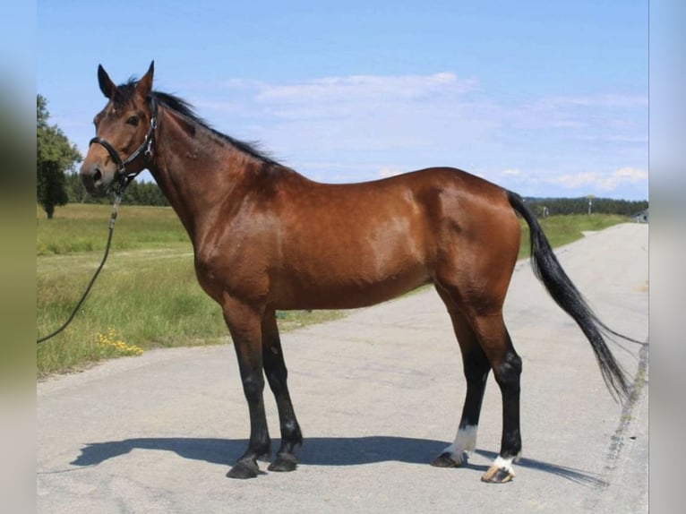 Duitse draver Merrie 17 Jaar 167 cm Donkerbruin in Tiefenbach