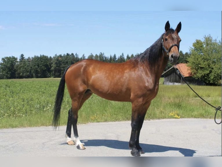 Duitse draver Merrie 17 Jaar 167 cm Donkerbruin in Tiefenbach