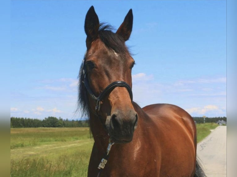 Duitse draver Merrie 17 Jaar 167 cm Donkerbruin in Tiefenbach