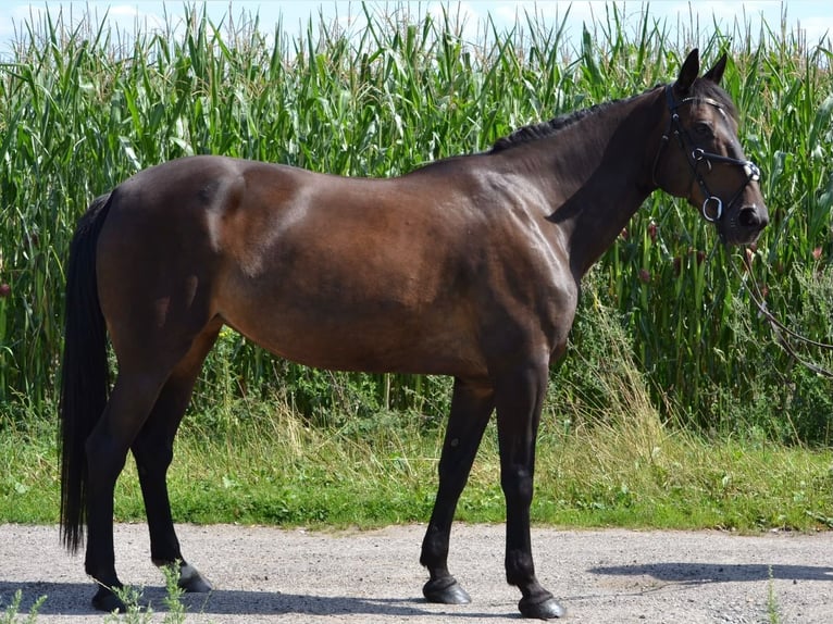 Duitse draver Merrie 17 Jaar 168 cm Zwartbruin in Verden (Aller)