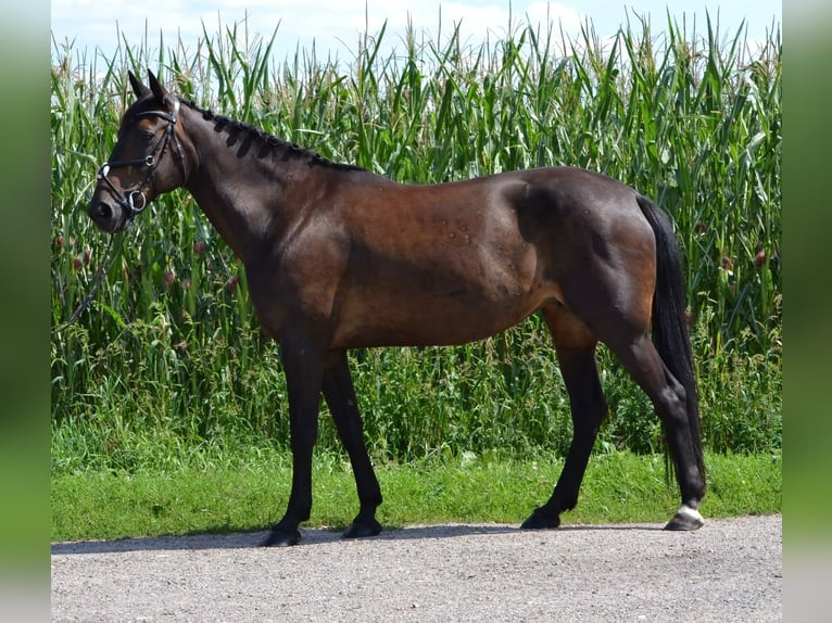 Duitse draver Merrie 17 Jaar 168 cm Zwartbruin in Verden (Aller)