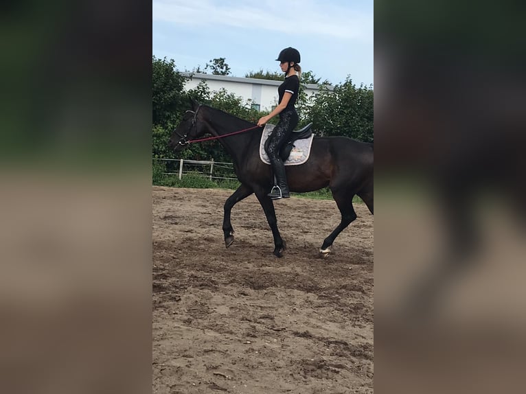 Duitse draver Merrie 18 Jaar 160 cm Bruin in Buxtehude