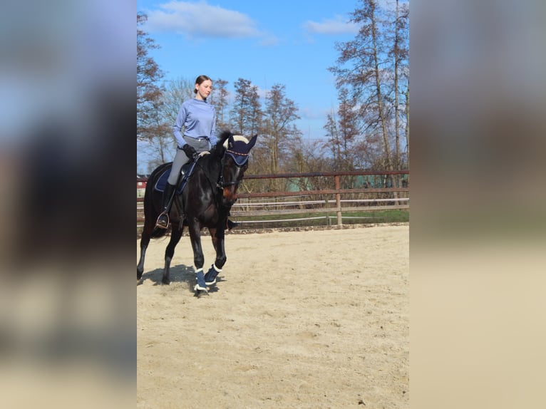 Duitse draver Merrie 18 Jaar 160 cm Bruin in Buxtehude