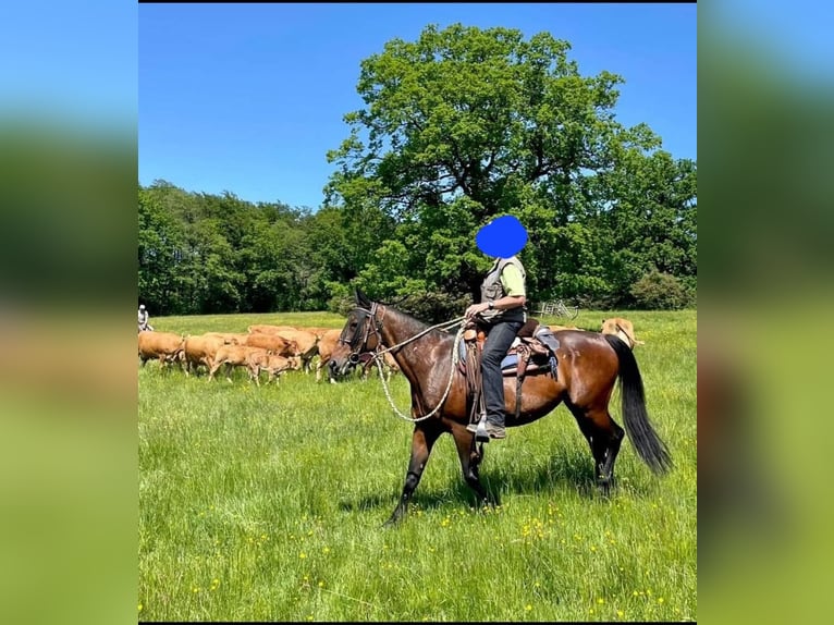 Duitse draver Merrie 18 Jaar 160 cm Bruin in Wehr