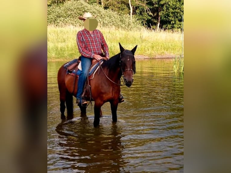 Duitse draver Merrie 18 Jaar 160 cm Bruin in Wehr