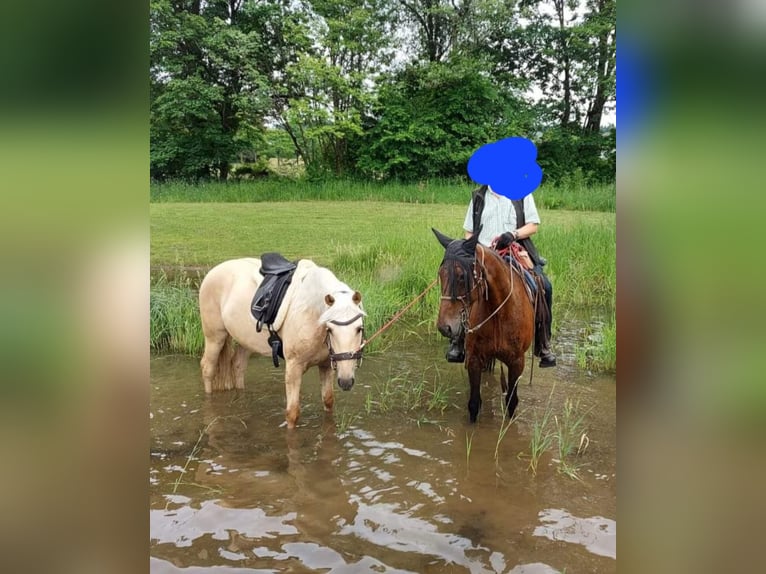 Duitse draver Merrie 18 Jaar 160 cm Bruin in Wehr