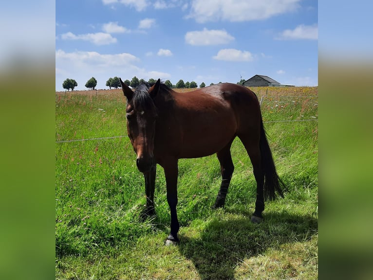 Duitse draver Merrie 18 Jaar 160 cm Bruin in Wehr