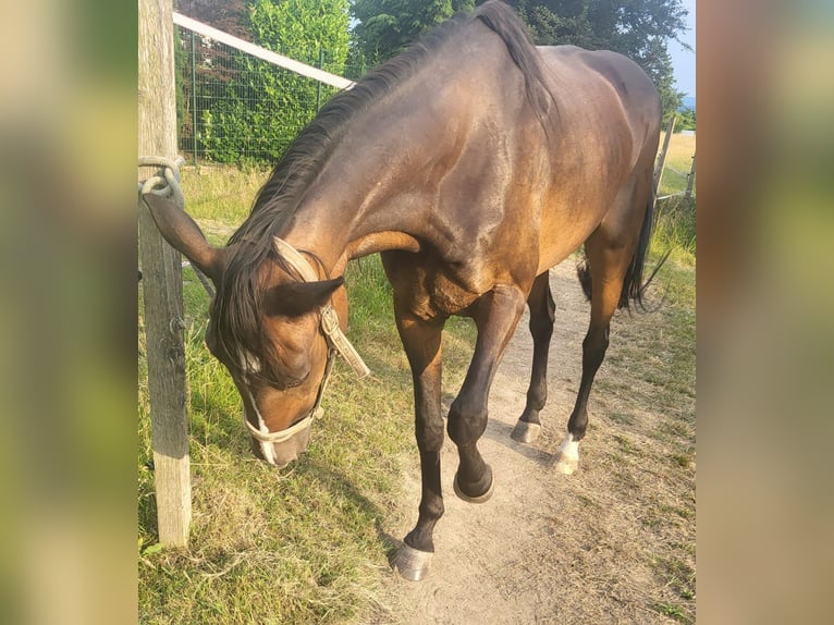 Duitse draver Merrie 18 Jaar 162 cm Donkerbruin in Herford
