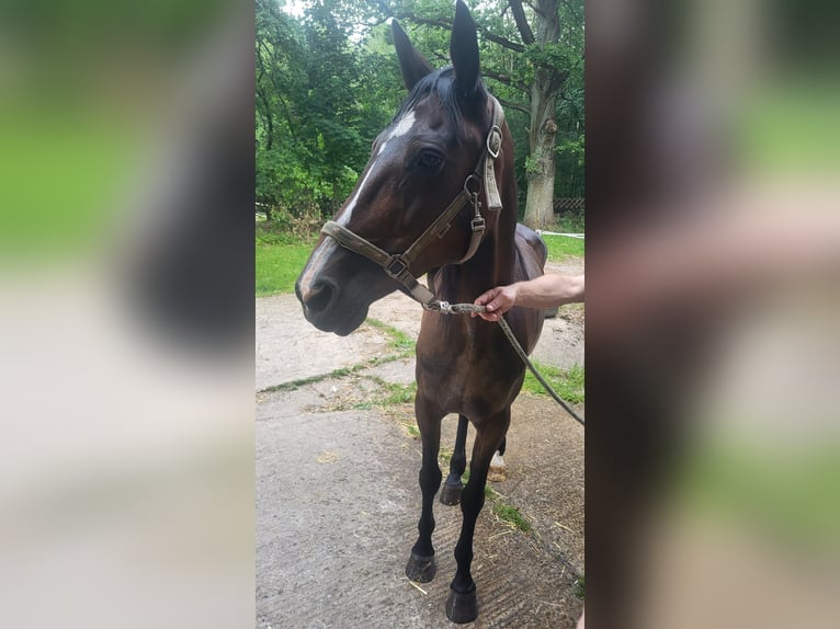 Duitse draver Merrie 18 Jaar 162 cm Donkerbruin in Herford