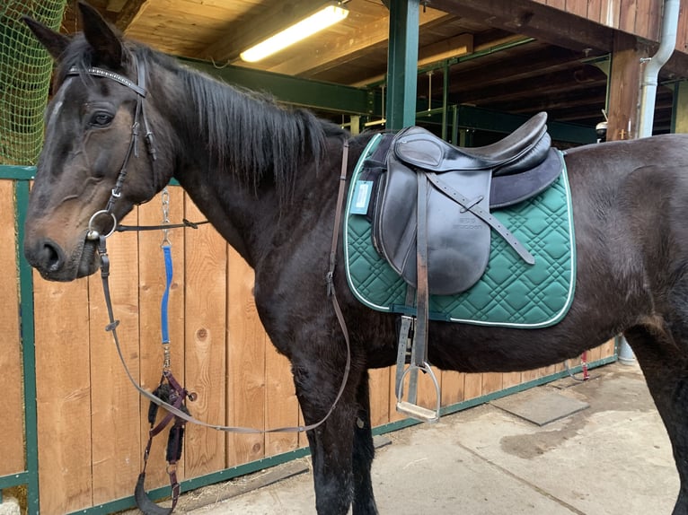 Duitse draver Merrie 18 Jaar 165 cm Zwart in Kronberg