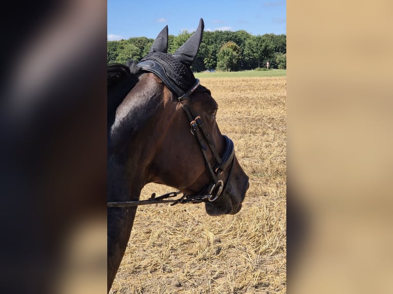 Duitse draver Merrie 18 Jaar 172 cm Donkerbruin in Herne