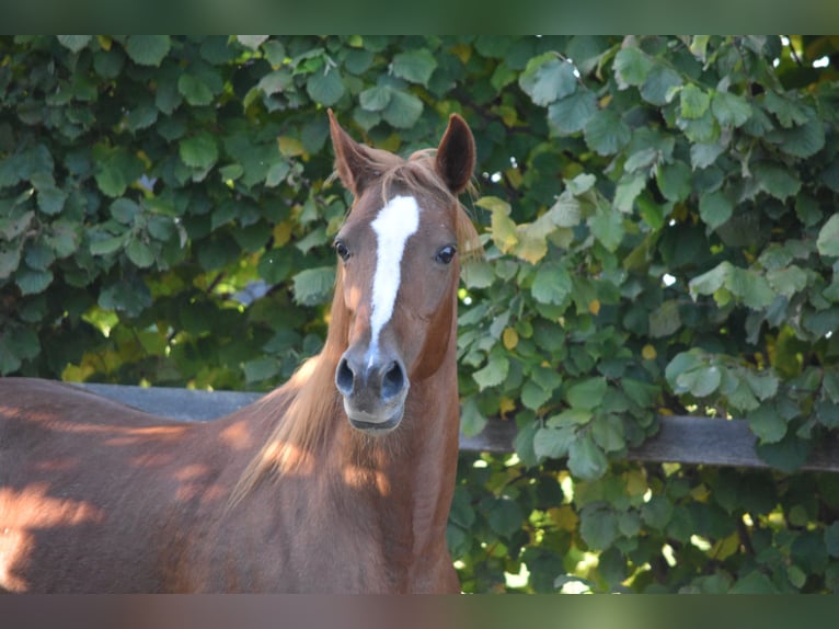 Duitse draver Merrie 20 Jaar 156 cm Vos in Altomünster