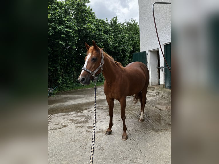 Duitse draver Merrie 20 Jaar 156 cm Vos in Altomünster