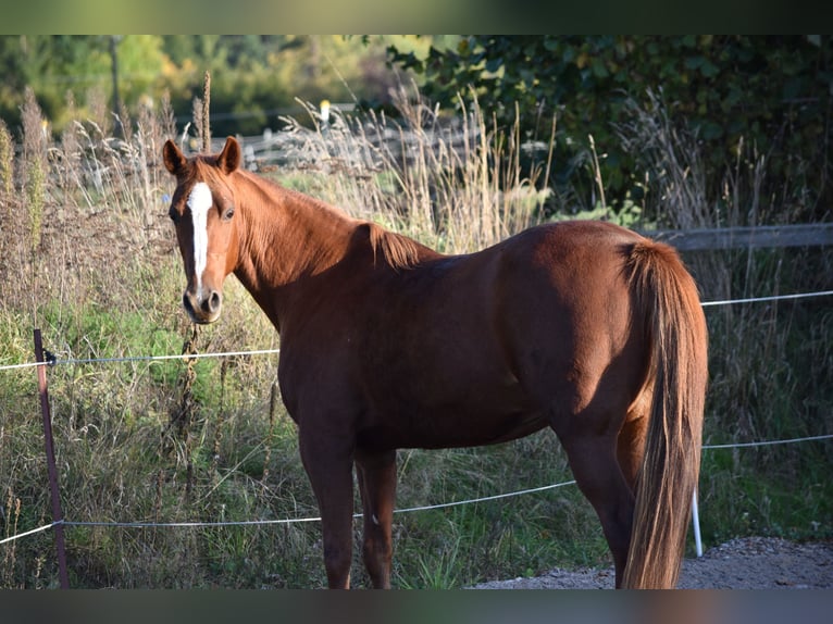 Duitse draver Merrie 20 Jaar 156 cm Vos in Altomünster