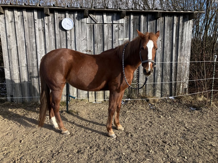 Duitse draver Merrie 20 Jaar 156 cm Vos in Altomünster