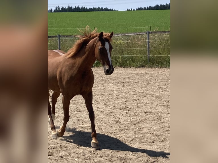 Duitse draver Merrie 20 Jaar 156 cm Vos in Altomünster