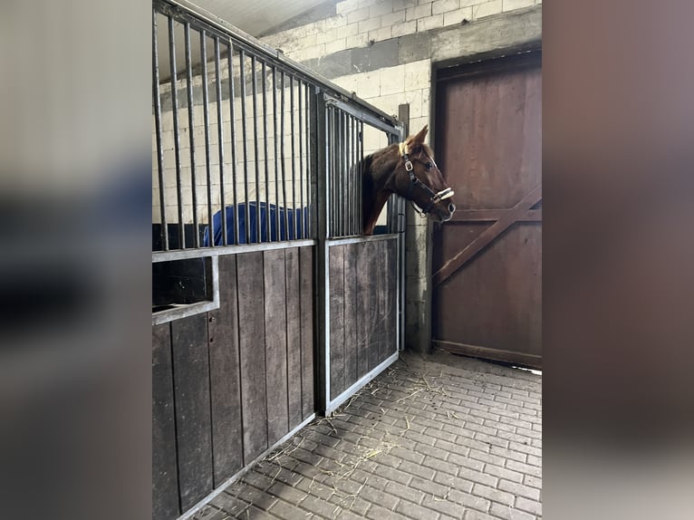 Duitse draver Mix Merrie 20 Jaar 156 cm Vos in Nindorf