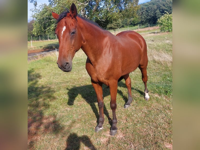 Duitse draver Merrie 20 Jaar 162 cm Bruin in Eschwege