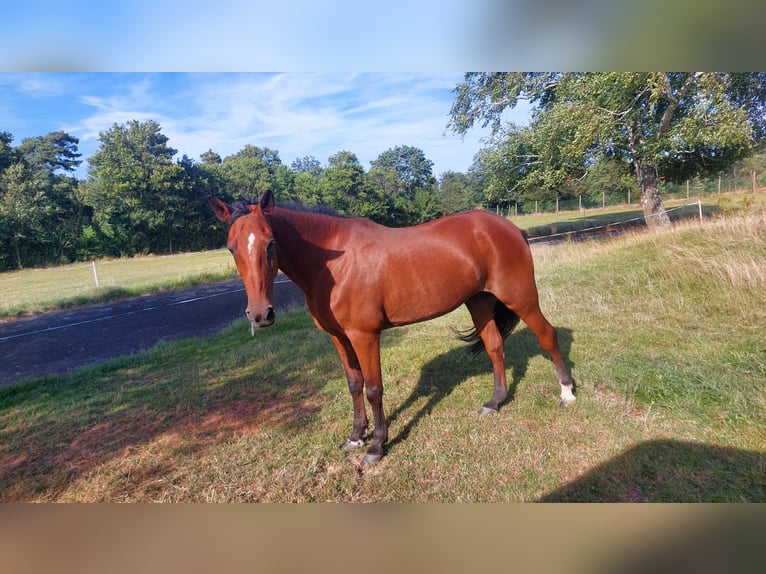 Duitse draver Merrie 20 Jaar 162 cm Bruin in Eschwege