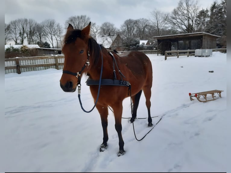 Duitse draver Merrie 21 Jaar 160 cm Bruin in Vollersode