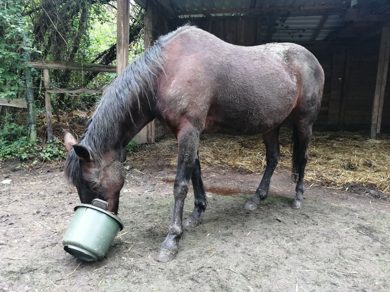 Duitse draver Merrie 23 Jaar 152 cm Donkerbruin in Alfter