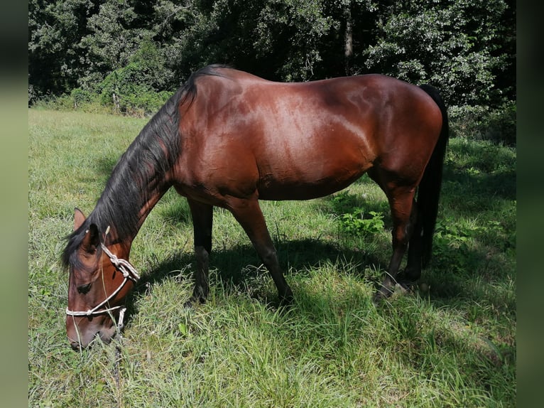 Duitse draver Merrie 23 Jaar 152 cm Donkerbruin in Alfter