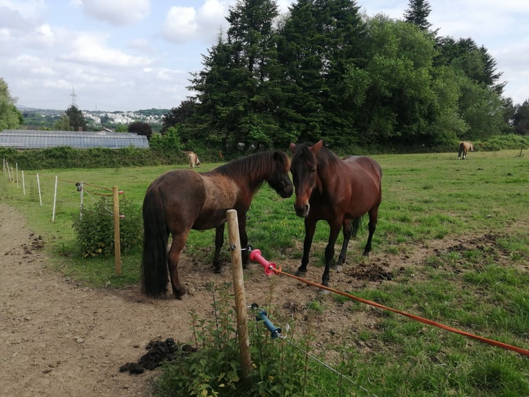 Duitse draver Merrie 23 Jaar 152 cm Donkerbruin in Alfter