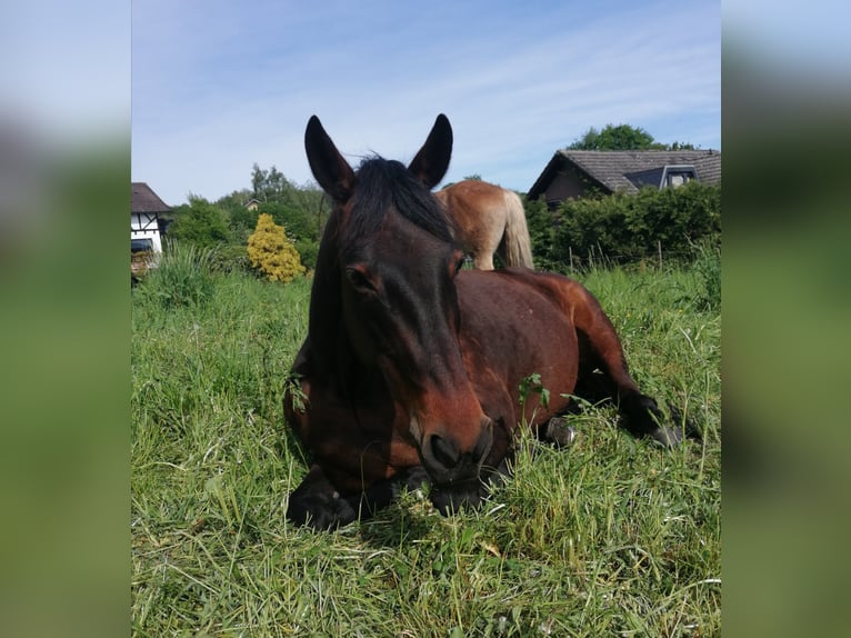 Duitse draver Merrie 23 Jaar 152 cm Donkerbruin in Alfter