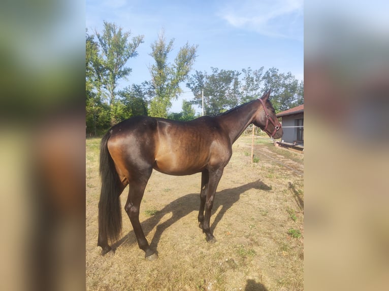 Duitse draver Merrie 2 Jaar 160 cm Donkerbruin in Karlsruhe