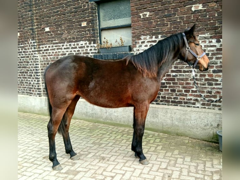 Duitse draver Merrie 2 Jaar Bruin in Marl