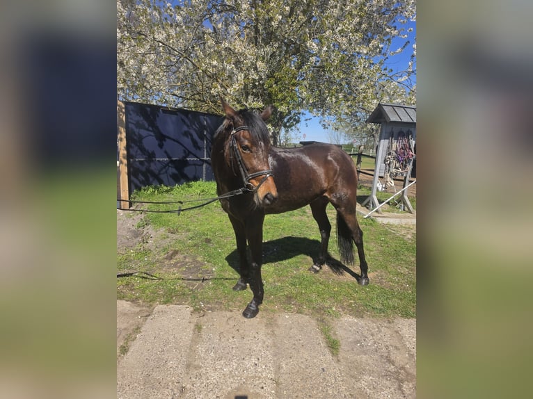 Duitse draver Merrie 4 Jaar 152 cm Bruin in Banzkow
