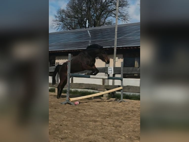 Duitse draver Merrie 4 Jaar 152 cm Bruin in Banzkow