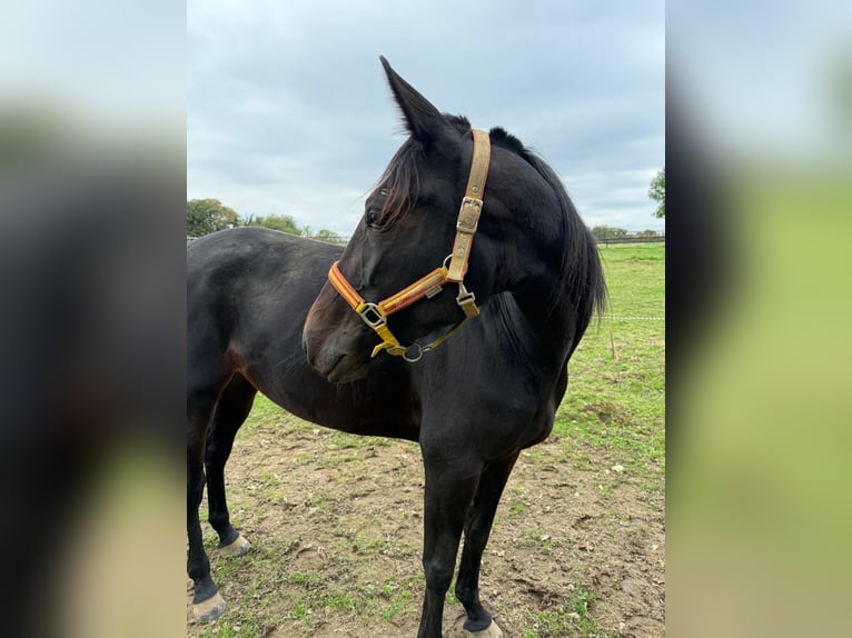 Duitse draver Merrie 4 Jaar 153 cm Donkerbruin in M&#xFC;lheim an der Ruhr