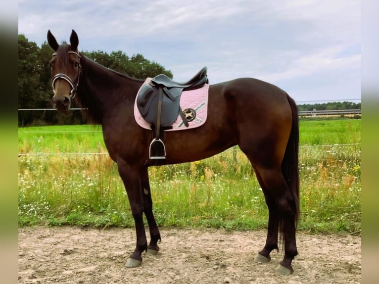 Duitse draver Merrie 4 Jaar 155 cm Donkerbruin in Wandlitz