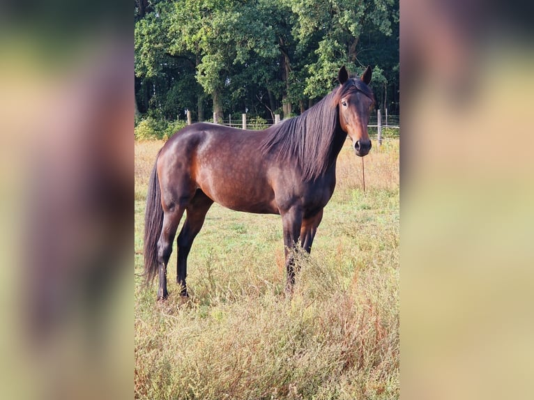 Duitse draver Merrie 4 Jaar 155 cm Donkerbruin in Wandlitz