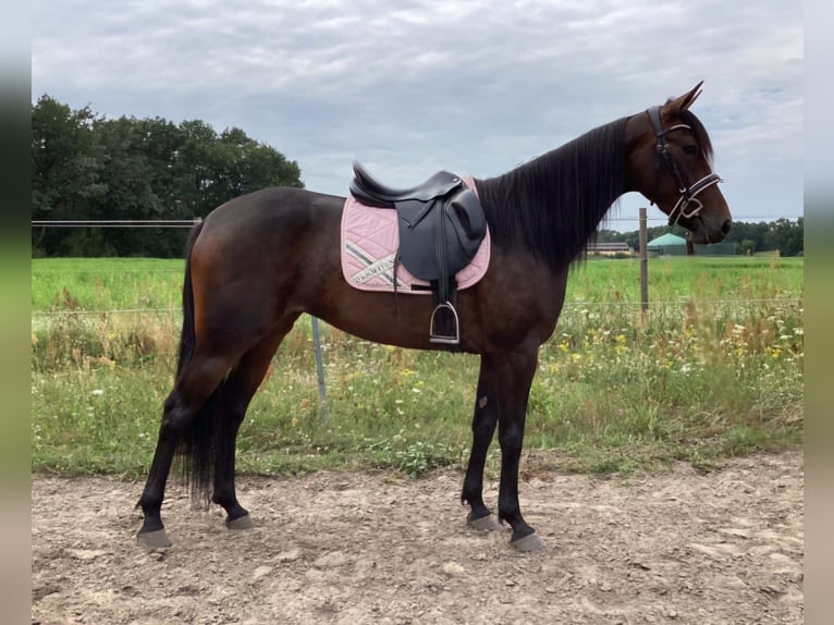 Duitse draver Merrie 4 Jaar 155 cm Donkerbruin in Wandlitz